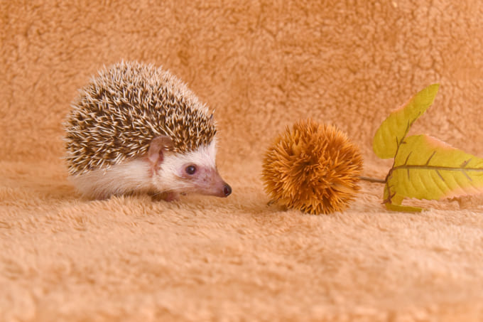 Hedgehog