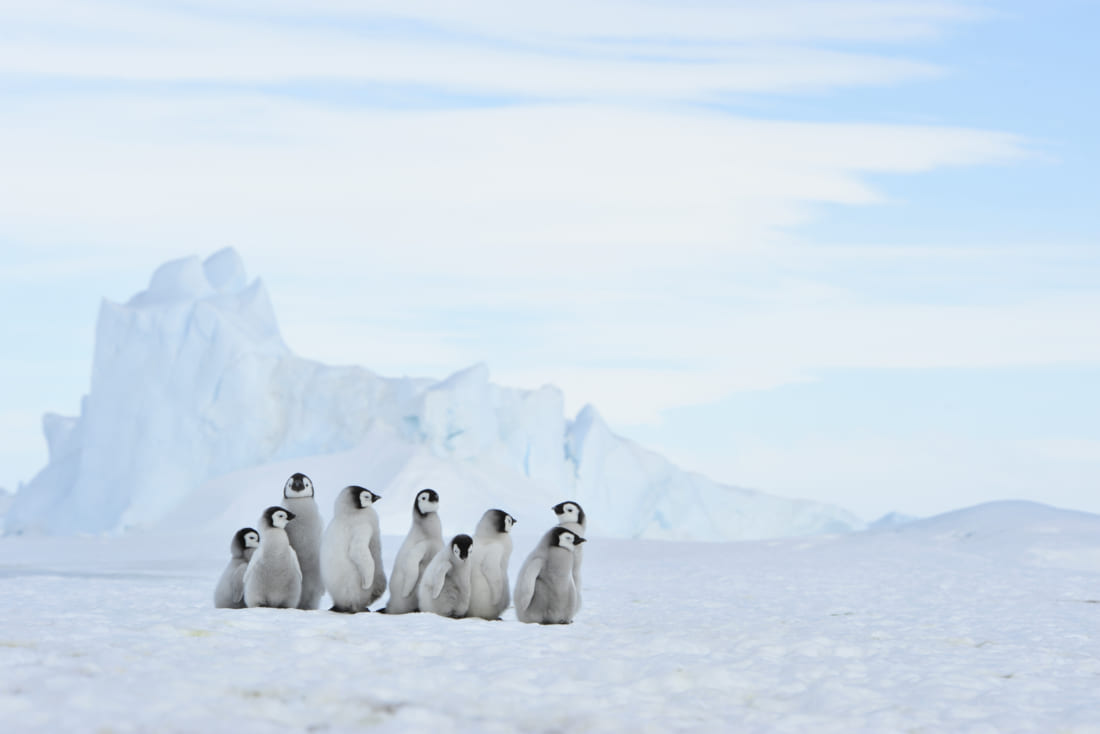 Emperor Penguin chicks in Antarctica