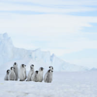 Emperor Penguin chicks in Antarctica