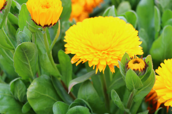 花