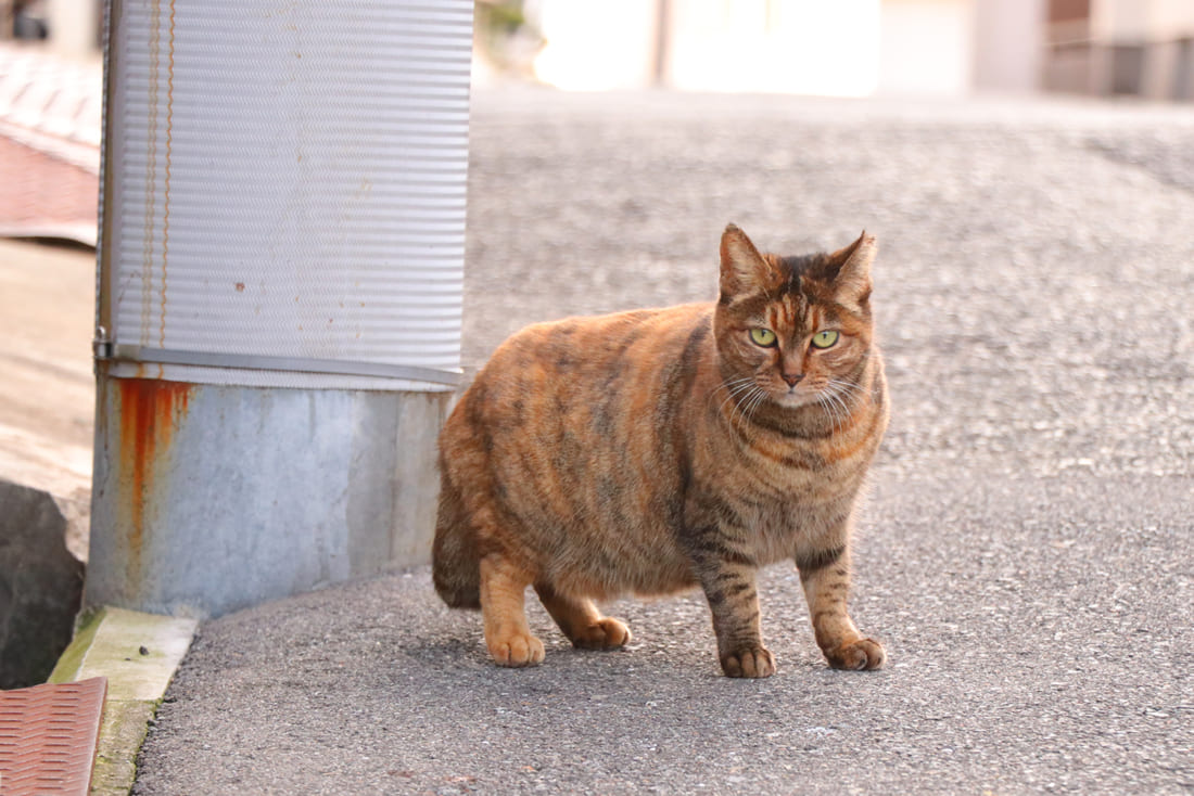 アイキャッチ (1)