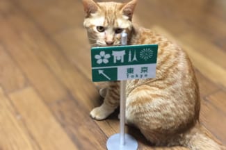 猫とトラフィックン