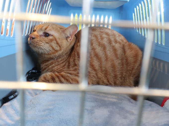 動物病院で不安そうなチャッピー