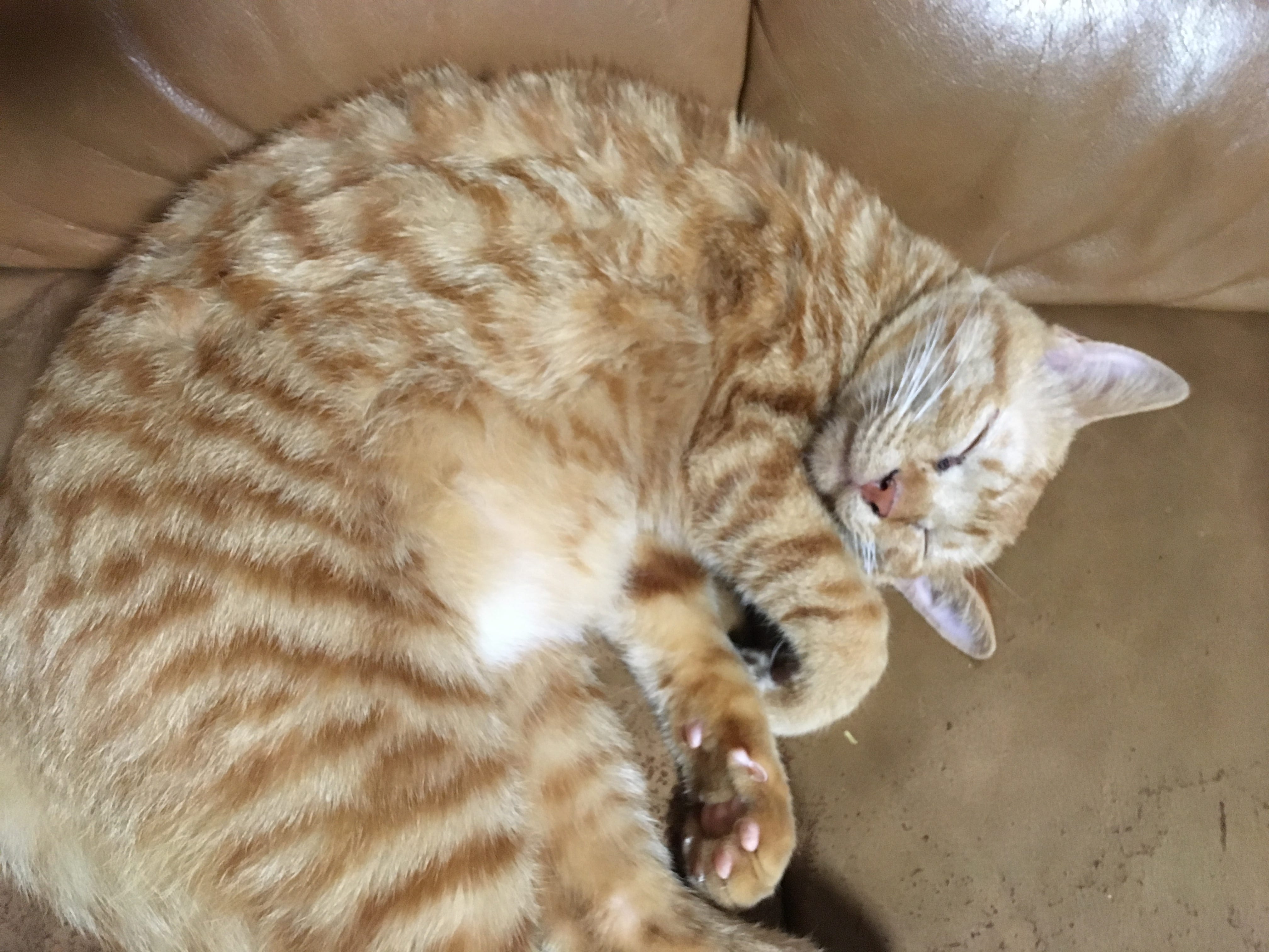 クルマで動物病院まで猫を連れていく 暮らしとくるま クルマで動物病院まで猫を連れていく 暮らしとくるま