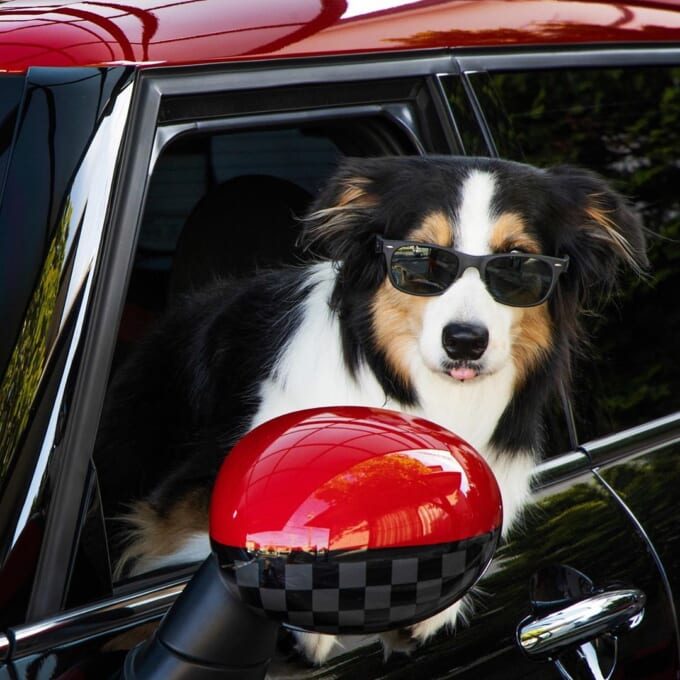 clubman_dogs様