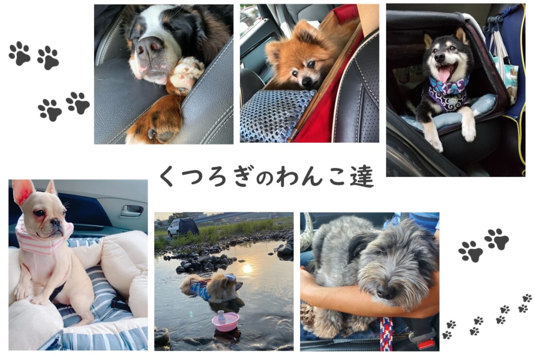 くつろぎのわんこ達 犬のいる暮らしとくるま 暮らしとくるま