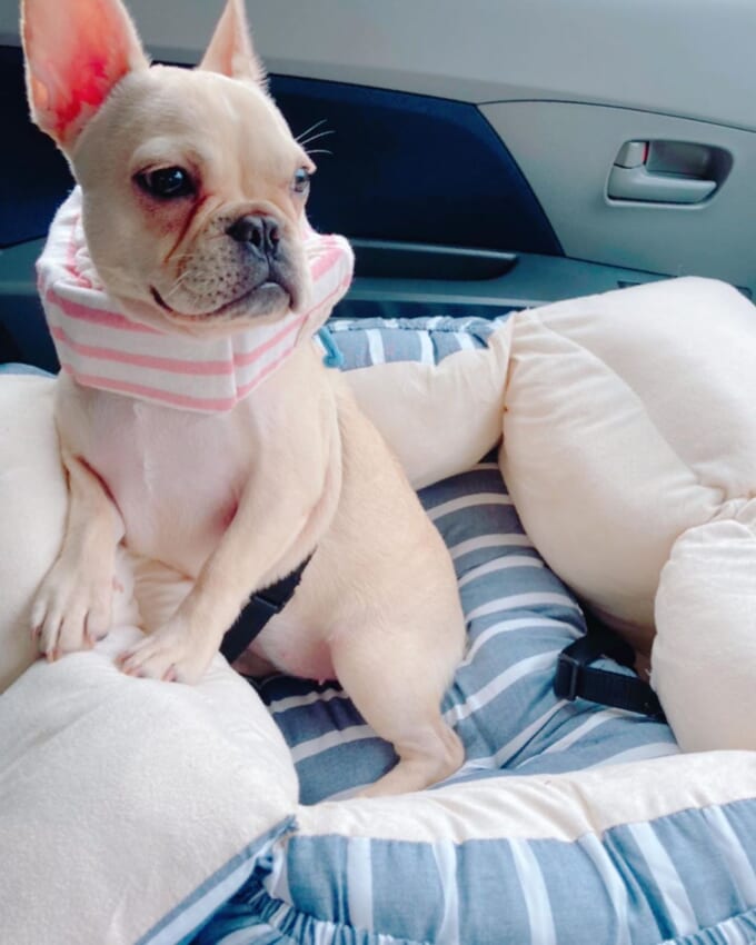 くつろぎのわんこ達 犬のいる暮らしとくるま 暮らしとくるま くつろぎのわんこ達 犬のいる暮らしとくるま 暮らしとくるま