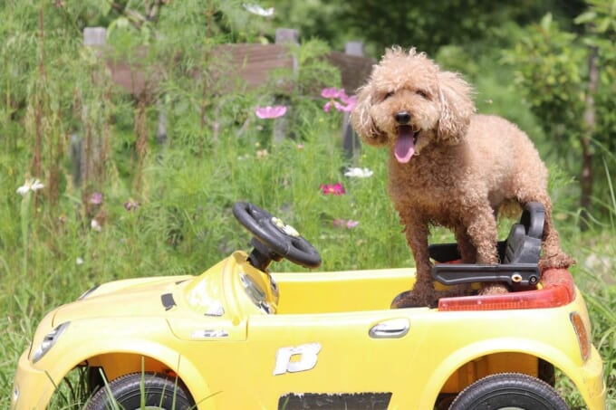 116843248_588913892012323_6252230247332938743_n