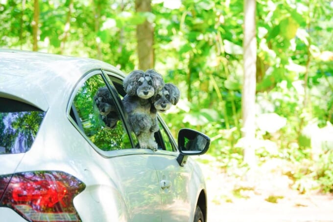 117615619_220165029399976_4975009160920755908_n