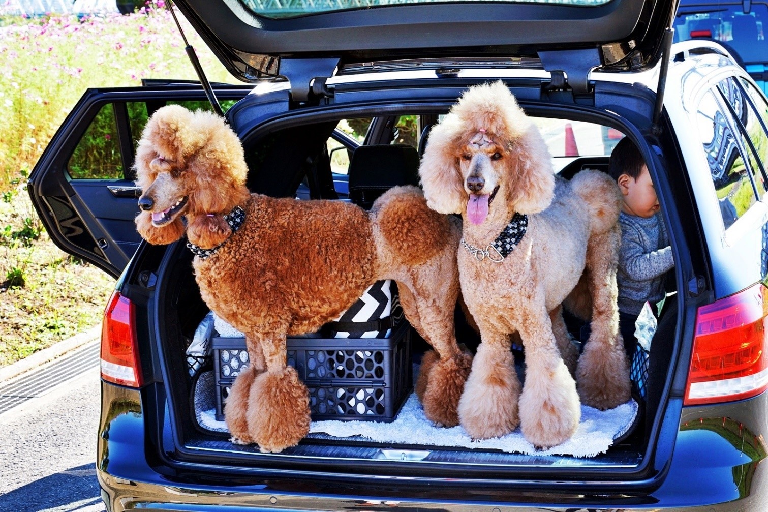 犬と孫と一緒に楽しむ暮らしには クルマが欠かせない 暮らしとくるま