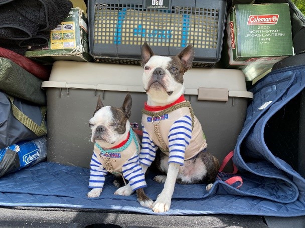 JEEP_犬