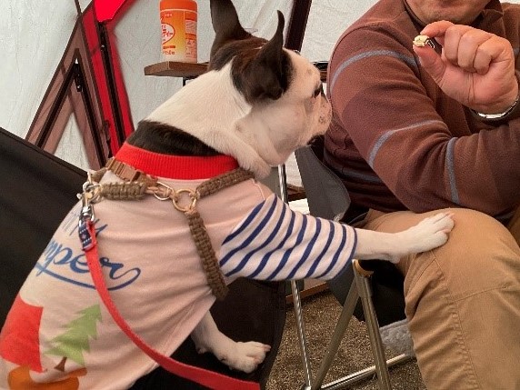 おやつ_犬