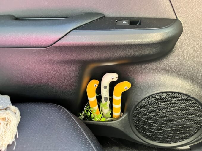 チンアナゴ (2)