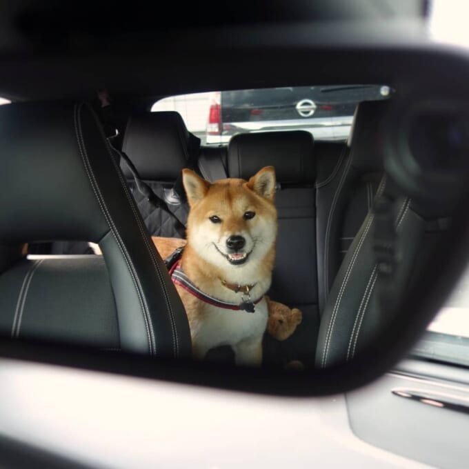 maru_shiba_dog