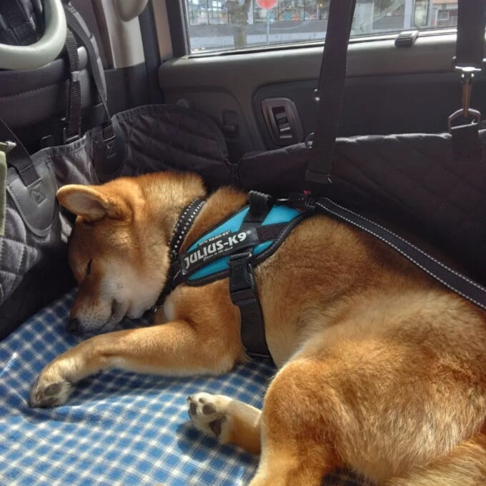 shibainu_kenta_happydays