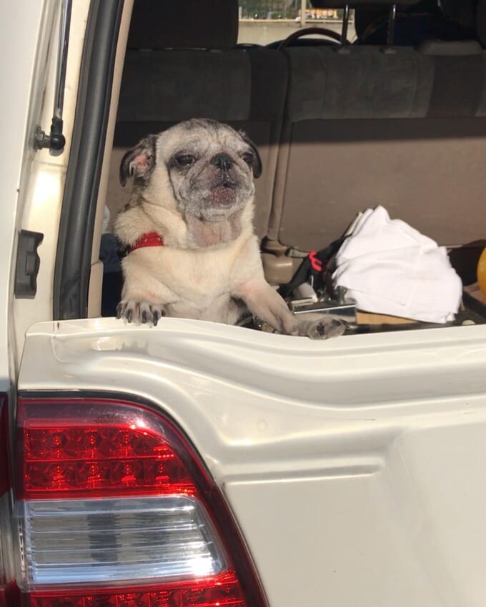 puglove10n
