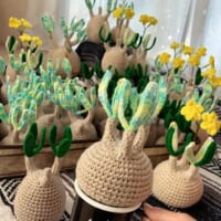 1_グラキリスたくさん_サムネ