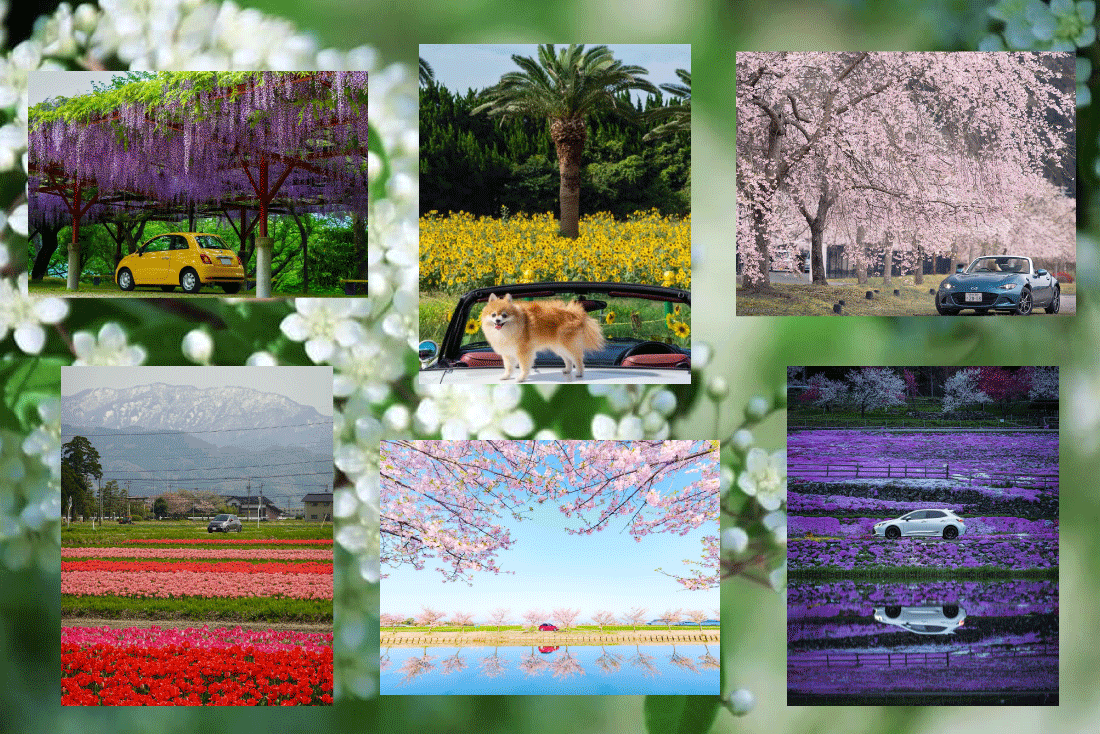 アイキャッチ花の絶景