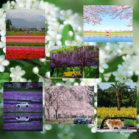 サムネイル花の絶景