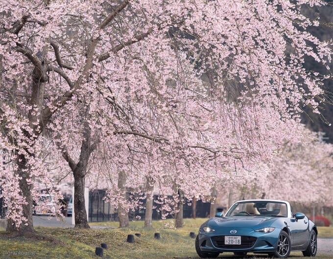 身近な桜の景色