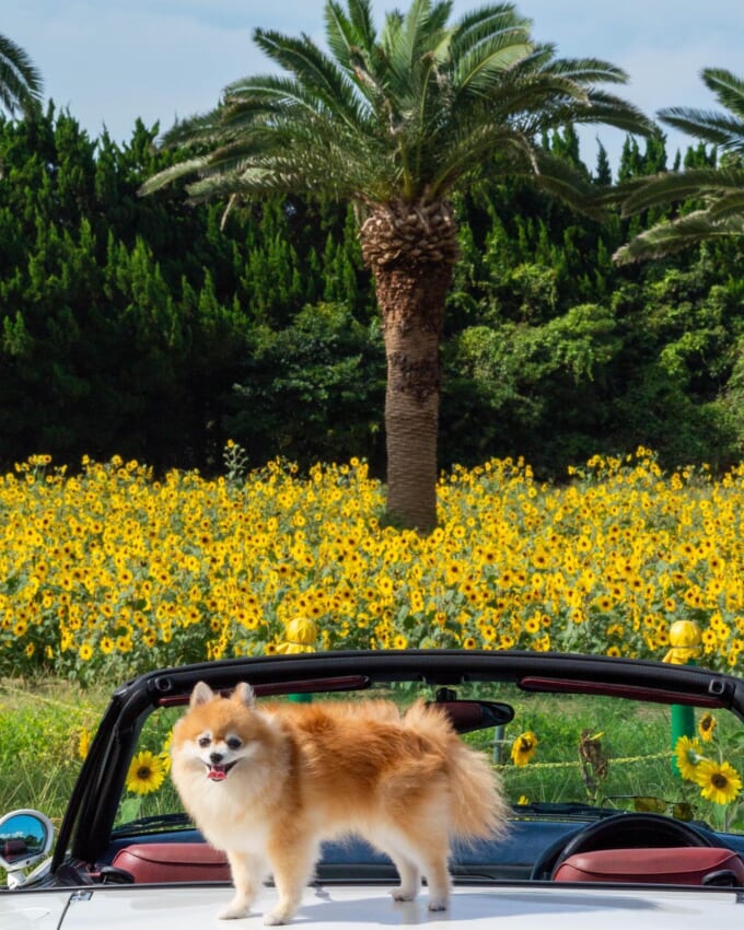 2_kyarypomepome-680x850