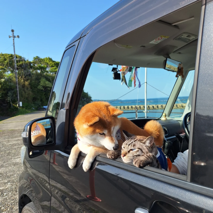 犬のいる暮らしとくるま賞①pon0302ponさん