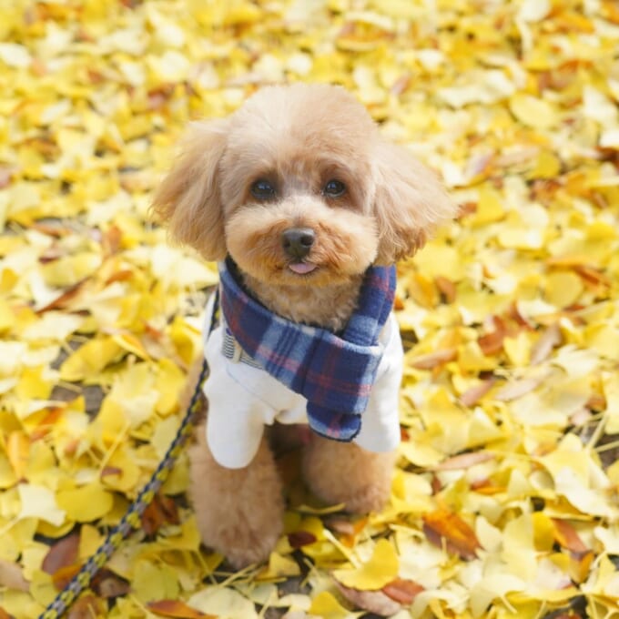 イチョウとのの