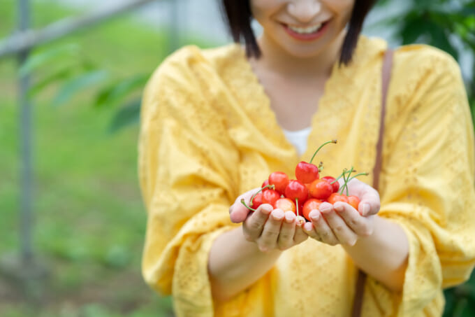さくらんぼ狩りをする人２