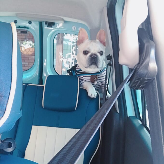 カングーシート