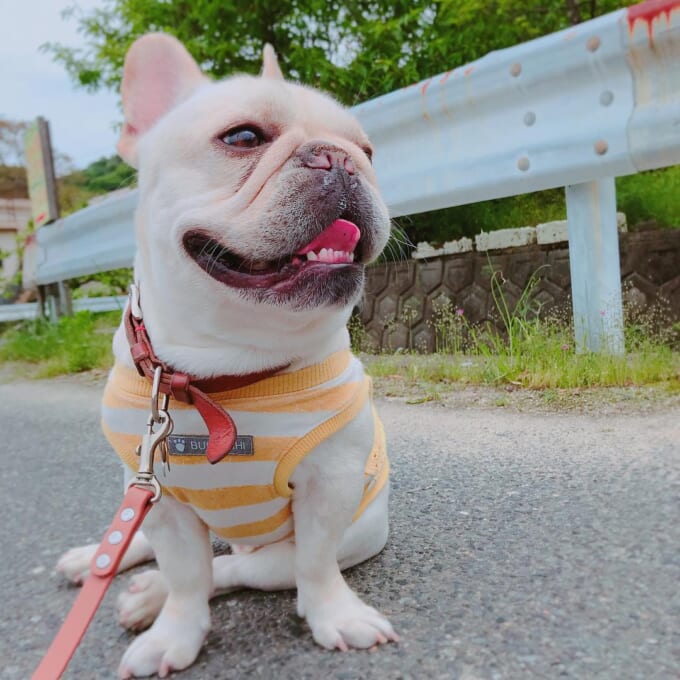 ノースリーブぽむ