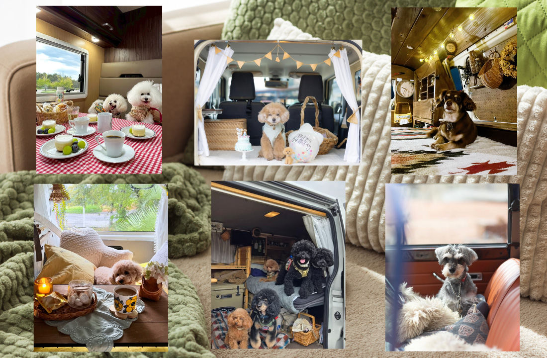 車内わんこアイキャッチ