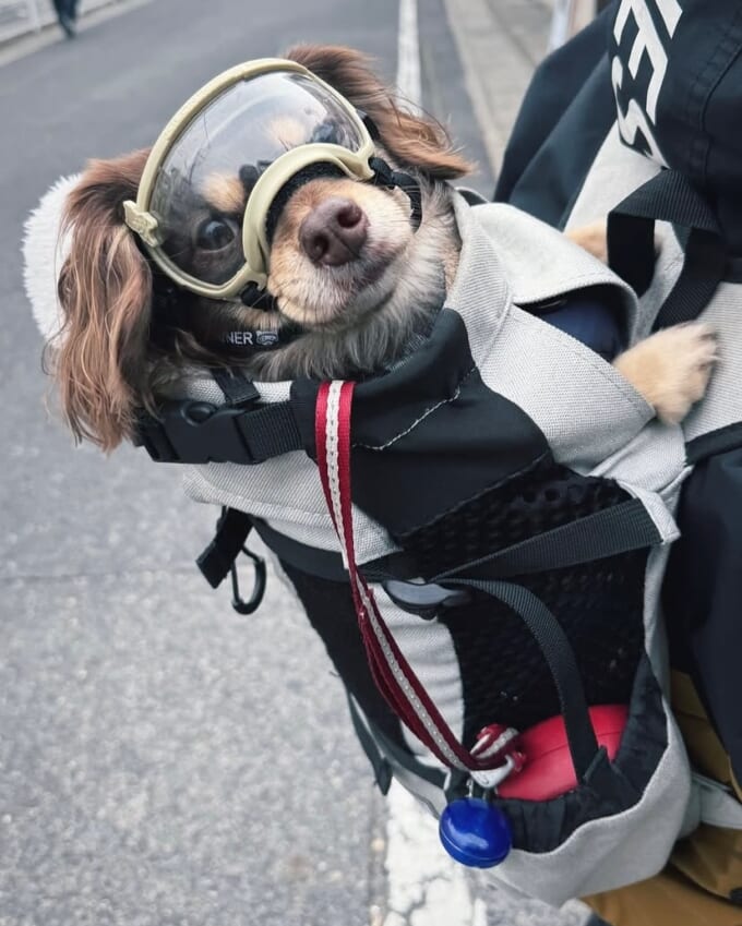 愛犬るい君と、ちょこタン色のボンゴブローニィバンと。わが家が見つけた自由なVAN WAN LIFE | 暮らしとくるま