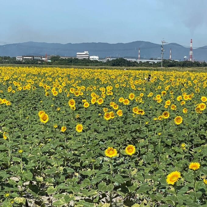 223367033_566087698098280_270251459141665085_n